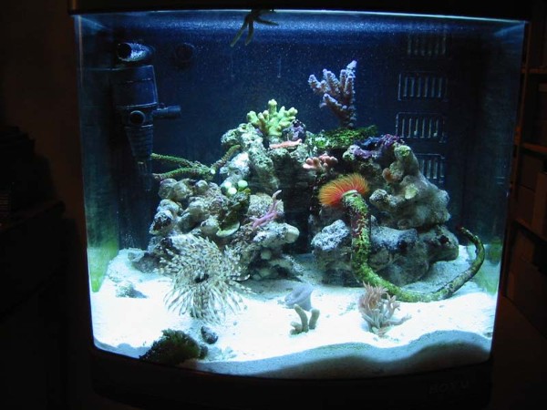 Nanocube mit bunten Steinkorallen bei Mondlicht
